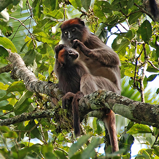 Kibale - Red colobus monkey